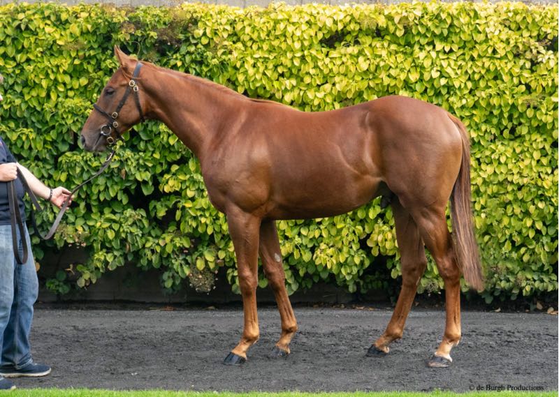 DarleyEurope's tweet photo. 🇮🇪🗣️“He is a very nice colt, born and raised at Norelands. He was very popular, looks a two-year-old. We brought him here as we thought he’d stand out a bit" Harry McCalmont @NorelandsStud
#SpaceBlues' half brother to G2 Debutante Stakes winner Green Empress and three-parts brother to #NightOfThunder's G3-winning Amberglen sold to Rabbah Bloodstock for €130,000 @Tattersalls_IE yesterday🔥