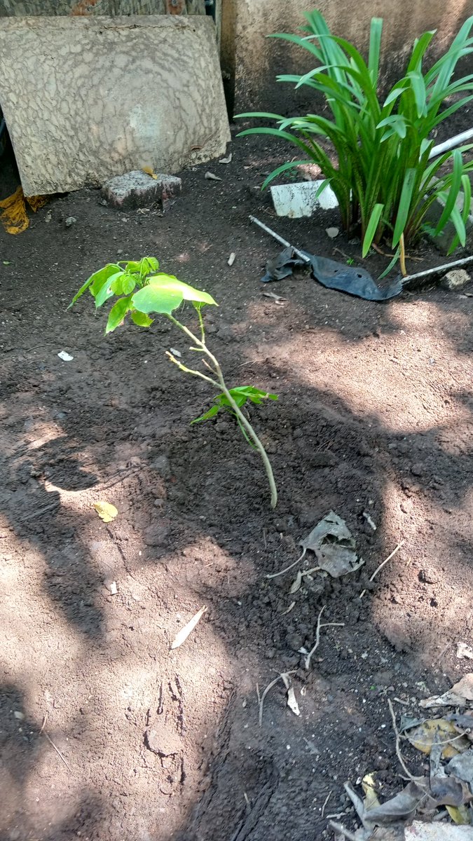 AGYAT0078's tweet photo. Today I planted 3 trees 🌍 #plantation #saveearth https://t.co/t4Nq44FkOC