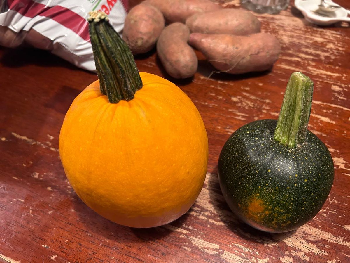 Jules31415's tweet photo. Good morning, everyone. I hope you're enjoying the start of fall! ☕️🍂

I'm dealing with lots of pumpkins, already... https://t.co/Zu8bFvtYd1