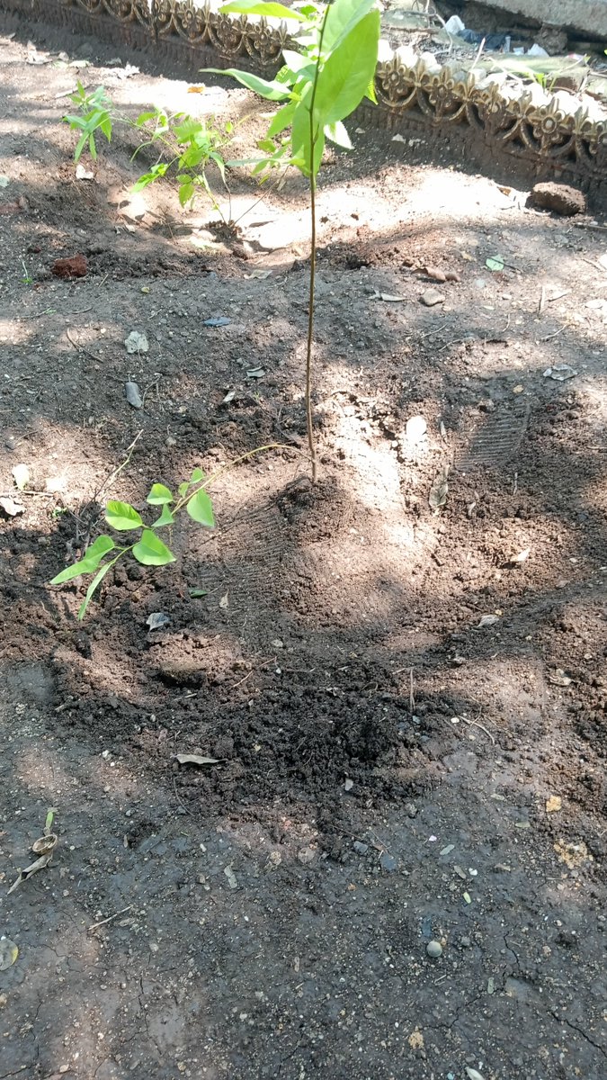AGYAT0078's tweet photo. Today I planted 3 trees 🌍 #plantation #saveearth https://t.co/t4Nq44FkOC