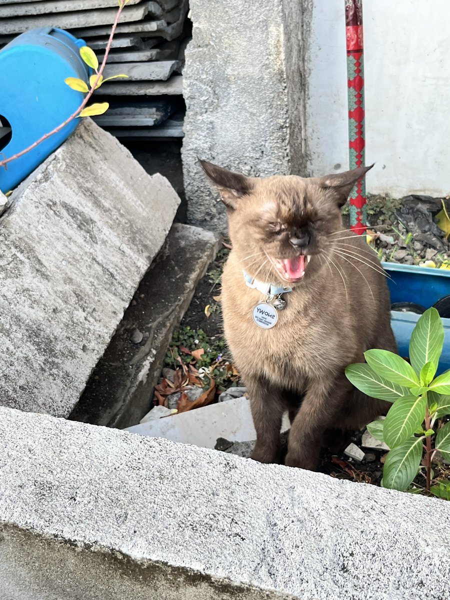 snowycimpong's tweet photo. MMMRAHHHH BOCAHNYAAAA GWEHHH JEMPUTTTT DI TANEMAN TETANGGA 😐😐😐😐 https://t.co/dTrs7gcRE5