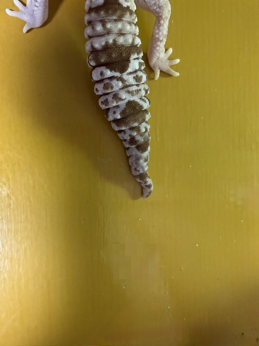 ke_ab24's tweet photo. •モルフ：オレオズールー66%phキャラメル
性別：オス1頭
アダルト、即戦力
健康状態：良好
が尻尾が少しだけ尾曲がりしてます。
•モルフ：アメル
性別：メス2匹
アダルト、即戦力
健康状態：良好
が指先が1本又は2本程脱皮不全あり。

人工フードメインで食べてます。
昆虫苦手な人でも行けます！ https://t.co/GesVS4Kxox