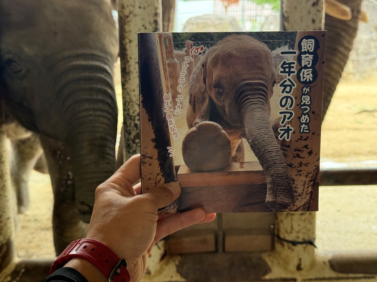 asa_zoo's tweet photo. アオの成長を記録したフォトブックも好評発売中！
順調に大きくなっています（後ろにいるのがアオです）。

#ZOO #マルミミゾウ #アオ https://t.co/7iY7adHdp0