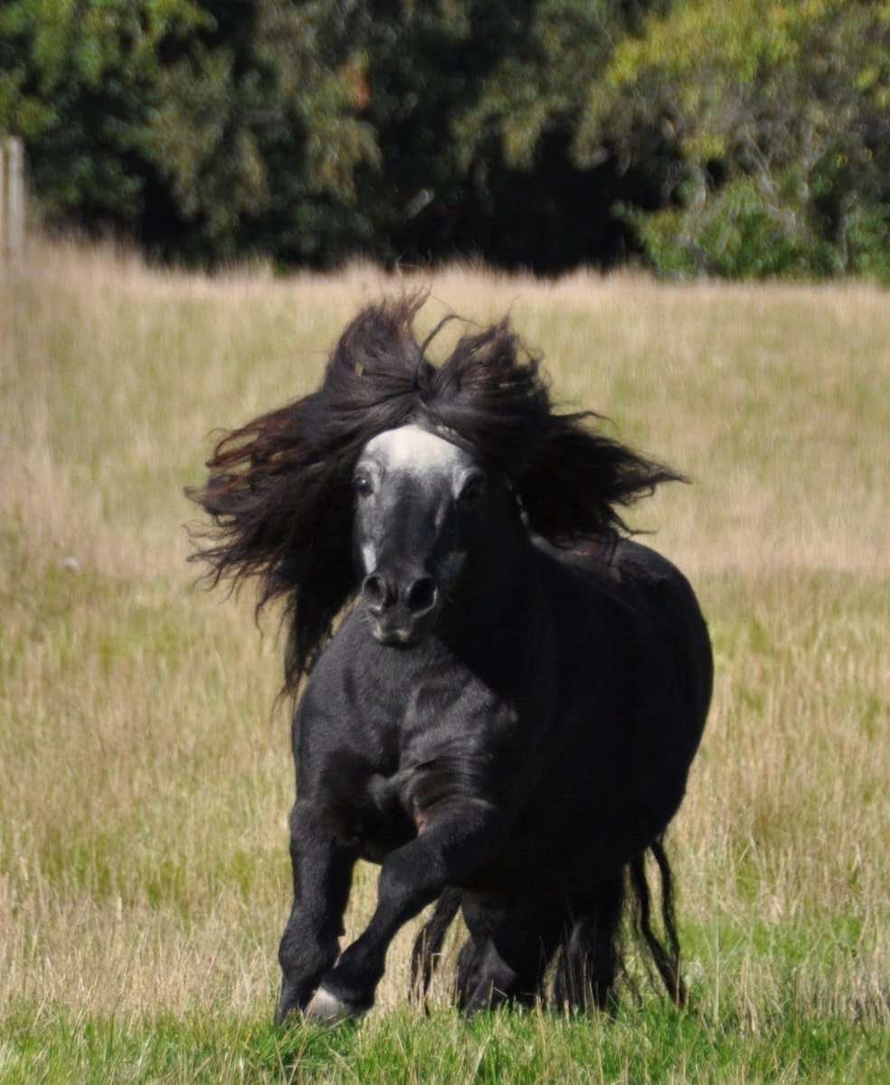 shetlandbook's tweet photo. Just a little happy senior #ShetlandPony having fun! 
#ponyhour https://t.co/1BwdGSx3HN