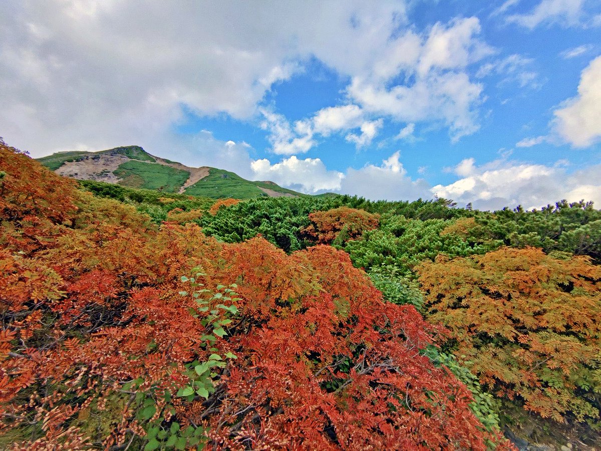 norikura_org's tweet photo. 【乗鞍大雪渓WebSite】《2026紅葉情報》本日9月23日(水)の状況
※画像は位ヶ原付近
※ナナカマドの色づきが先週末よりも進んできました
※今度の週末には色づきの進んだナナカマドがある程度増えてくると予測されます https://t.co/kBvsCD71SQ