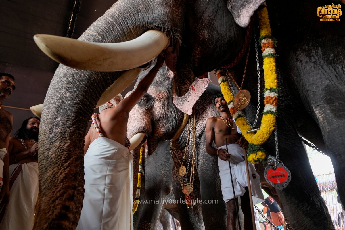 Malliyoor1's tweet photo. [1/2] MALLIYOOR VINAYAKA CHATURTHI 2026

10,008 നാളികേരം കൊണ്ടുള്ള അഷ്ടദ്രവ്യ മഹാഗണപതിഹോമം; വലിയ ശ്രീബലി എഴുന്നള്ളത്ത്.

മള്ളിയൂർ വിനായക ചതുർത്ഥി 2026

.

#Malliyoor #MalliyoorTemple 
#MalliyoorVinayakaChathurthi
#MalliyoorVinayakaChathurthi2026 https://t.co/yJcc0fLToY