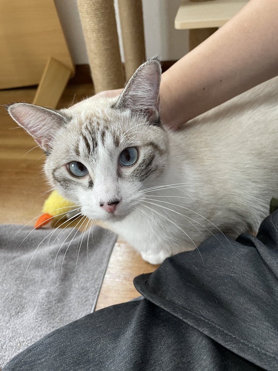 catcafemfmf's tweet photo. 【Hotel mfmf】連休最終日、お預かりしたバスクくんのお迎えでした。卒業生が再び甘えてくれるというのも嬉しいですね。
ご飯のムラがあるとのことで、お店で食べたご飯の種類もしっかり引き継ぎました

またおいで〜 https://t.co/28j8Ud1vlZ