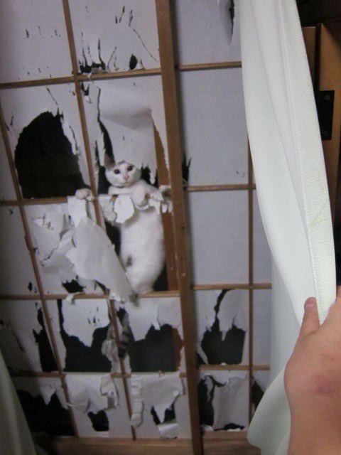 NoCatsNoLife_m's tweet photo. Every Japanese person’s worst nightmare https://t.co/30LxJtJmfA