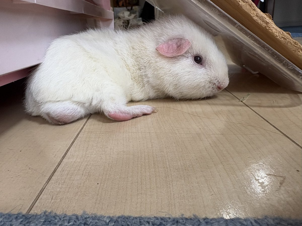 Manjufc9's tweet photo. とうとうこの方、ペットシーツだけじゃなくて木製の隠れ家と餌皿までひっくり返して潜り出したわ (　‾᷄꒫‾᷅　) 

やんちゃすぎでしょ⁉️
あんなにもペットショップではおとなしくてキュルン🩷って感じだったのに、家来た瞬間どした？💦
#モルモット https://t.co/9kCHZpplgw