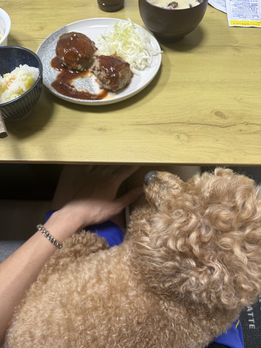 Tsukika83's tweet photo. ご飯中、ベッタリで幸せすぎるなこれ https://t.co/dNbYq3eMbh