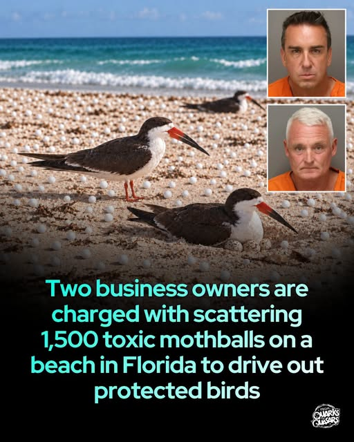 tiger26931's tweet photo. Authorities identified the suspects as Plaza Beach Hotel owner Robert Czyszczon and Chris’s Beachside Bar owner Christopher Monroe.
Both were charged with felony illegal dumping and a misdemeanor involving the alleged attempted harassment of a state-listed imperiled species. https://t.co/ervjqeay0V