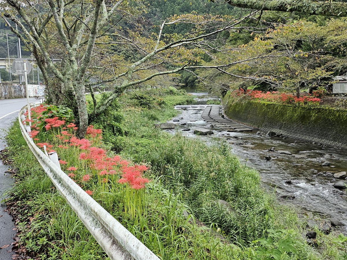 MARUMA072558888's tweet photo. 今の季節、鮮やかに花開くのが彼岸花♪
ボクの住む中河内地区の元小学校前付近の河原沿いは彼岸花が咲く誇っています（笑）

#花
#彼岸花
#kmix_flower https://t.co/xmk1Z1fNvj