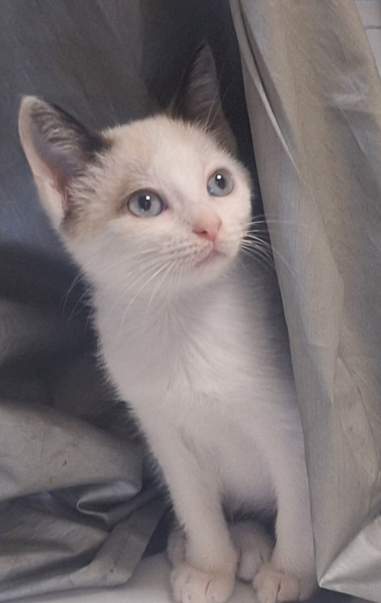 Leonor08159041's tweet photo. Cute Alert😊Look at this cute face  Current hobies. Sleeping on my lap and attacking my shoelaces 😉
Any name ideas for a little girl ? 🐾🐱❤️ https://t.co/jdq3pEIPoz