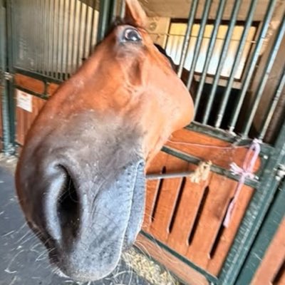 KoKoLeVrai's tweet photo. #avis #cheval #chevaleresque #cavalerie #postit #oui #non #peutetre #niklessalopeskiparlentenskred https://t.co/Qv1wqhwanE