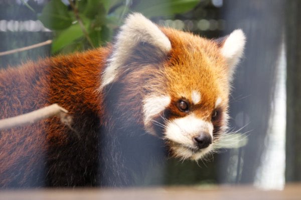 rodpanda21's tweet photo. レッドパンダ 🍌
優花（ユーファ）さん
市川市動植物園
ケージ

#lesserpanda #redpanda #レッドパンダ #小熊貓 #シセンレッサーパンダ #レッサーパンダ #優花 #ユーファ 
#動物 #動物園 #zoo #animal #動物写真 #動物園写真 #animalphoto #zoophoto 
#動物写真好きな人と繫がりたい 
#市川市動植物園 https://t.co/Y9RzCJ63ln