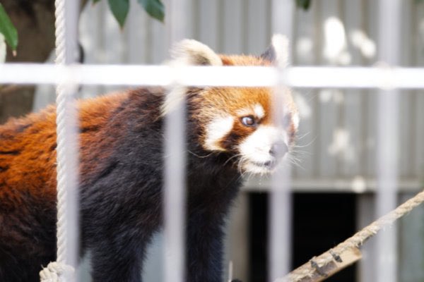 rodpanda21's tweet photo. レッドパンダ 🍌
優花（ユーファ）さん
市川市動植物園
ケージ

#lesserpanda #redpanda #レッドパンダ #小熊貓 #シセンレッサーパンダ #レッサーパンダ #優花 #ユーファ 
#動物 #動物園 #zoo #animal #動物写真 #動物園写真 #animalphoto #zoophoto 
#動物写真好きな人と繫がりたい 
#市川市動植物園 https://t.co/Y9RzCJ63ln