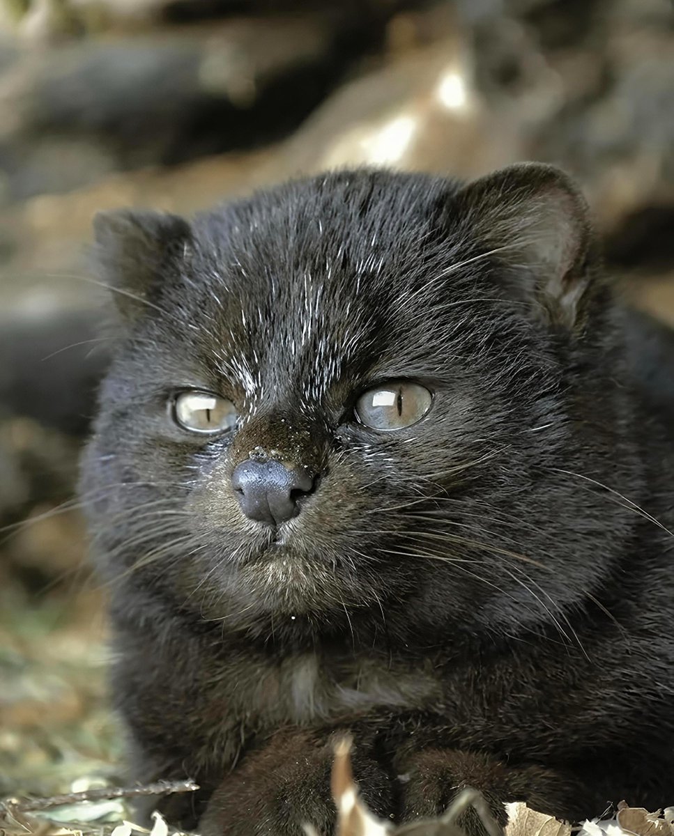 _fluxfeeds's tweet photo. This is a melanistic güiña (Leopardus guigna), also known as the kodkod, one of the world’s smallest wild cats, photographed in the wild.

Native to the forests of Chile and parts of Argentina, güiñas are tiny, secretive cats that typically have a spotted brown or reddish coat.

This unusually dark appearance is called melanism, a genetic variation that causes an excess of dark pigmentation. Melanistic individuals have been documented in wild güiñas, including through camera-trap studies in Chile.

📸emintehess