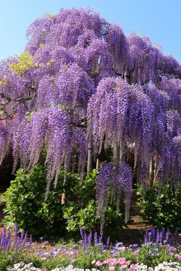 lunecrumbss's tweet photo. wisteria https://t.co/bYug1l4V0b