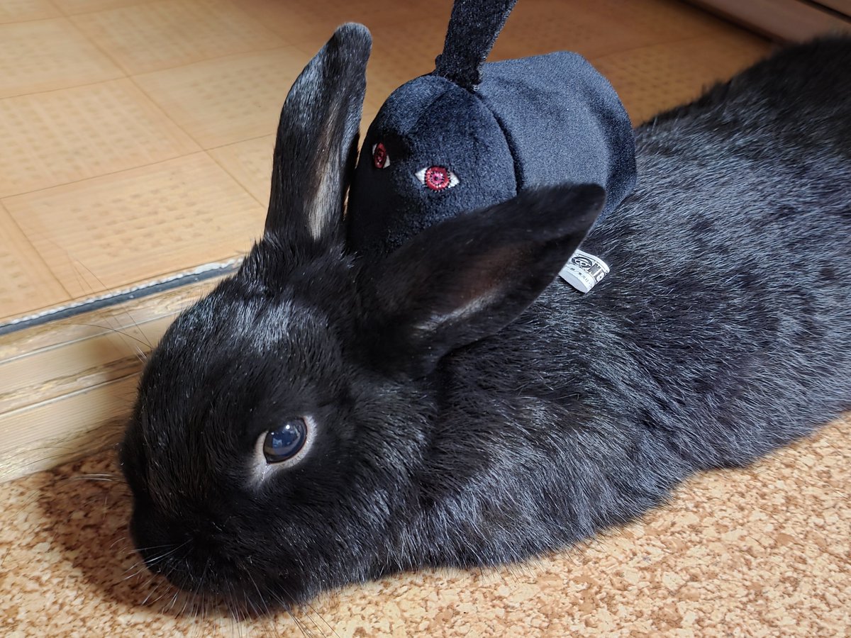 stingray3628's tweet photo. イムギムギとウニウニ https://t.co/GlAtIKjZ5h