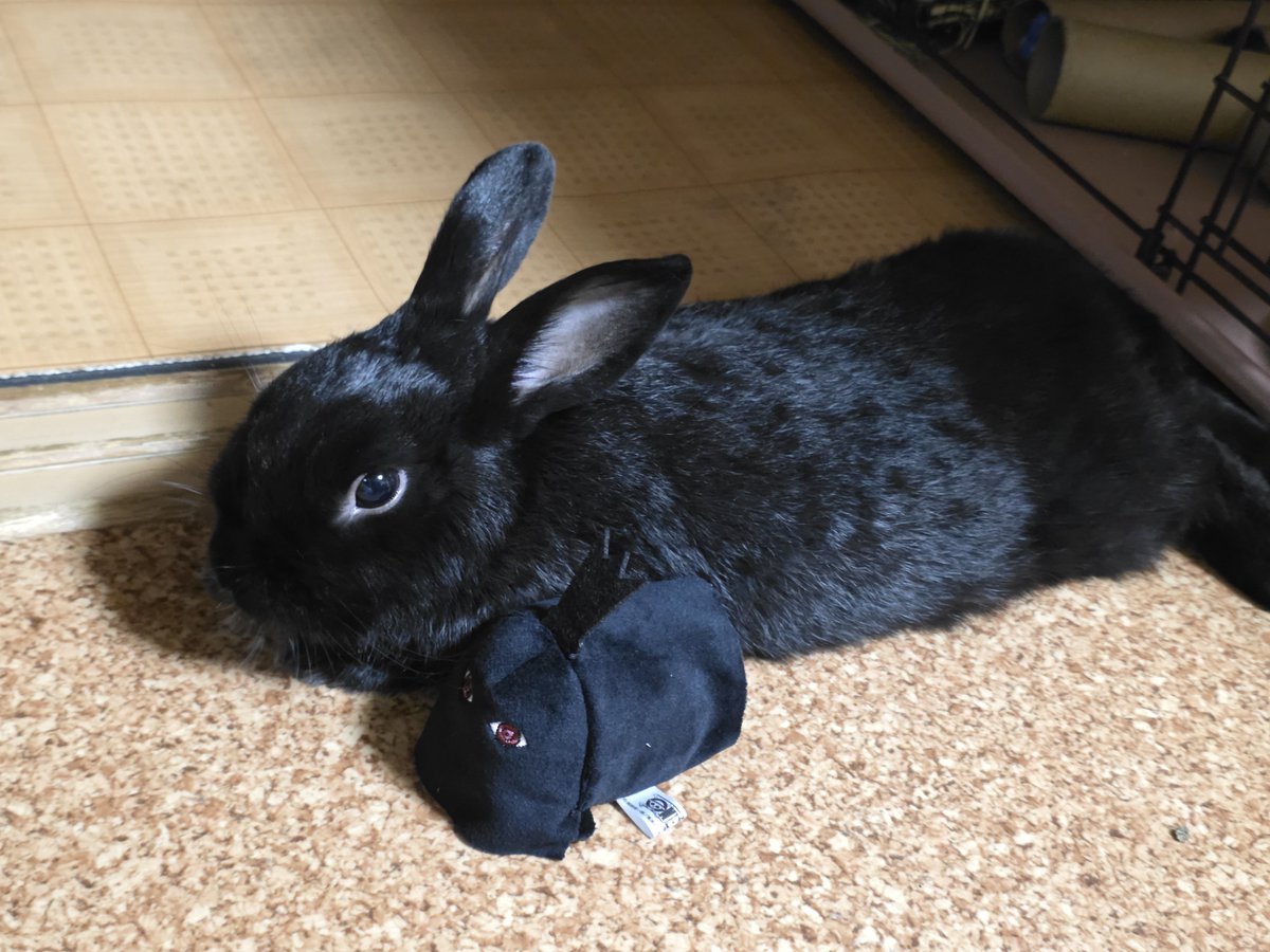 stingray3628's tweet photo. イムギムギとウニウニ https://t.co/GlAtIKjZ5h