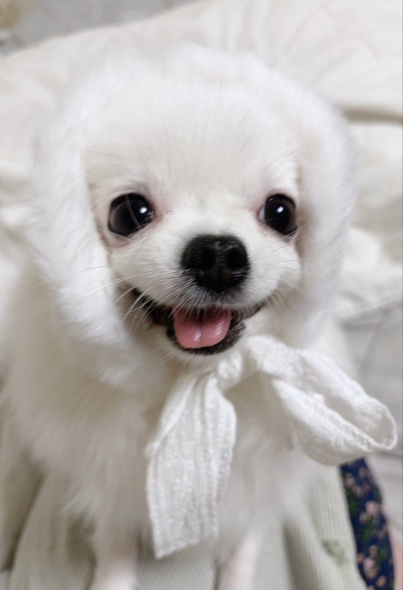 nomonkey0's tweet photo. 모자만 먼저 씌워봤어여 https://t.co/CEueKcGjV8