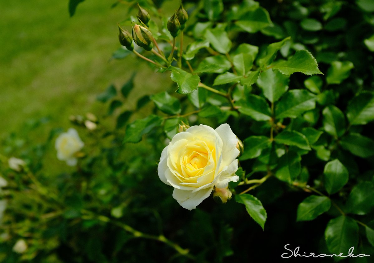 shironekoukky's tweet photo. 国営越後丘陵公園で… 薔薇～バニラ・ボニカ　#ばら #花が好き #ファインダー越しの私の世界 https://t.co/KhaU1NyXff