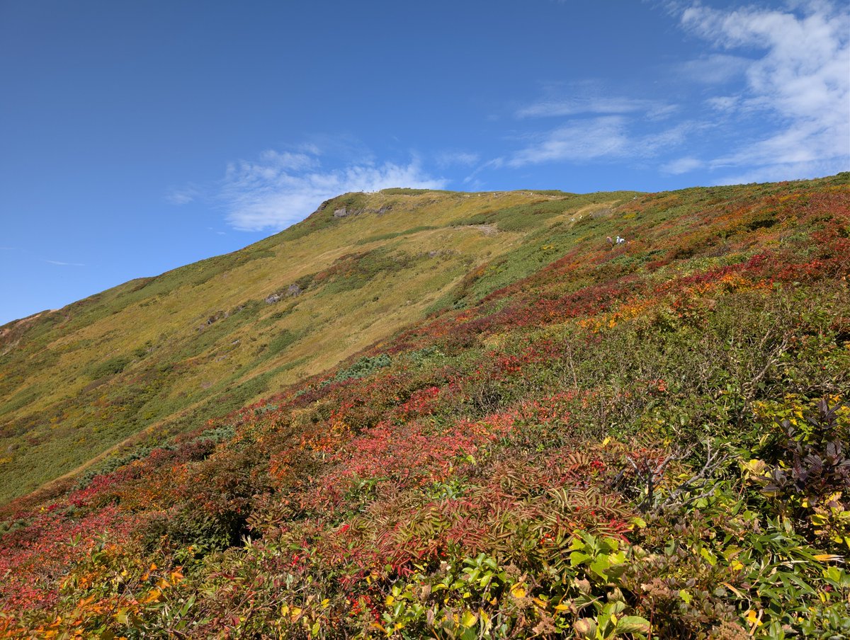 loa1530's tweet photo. 栗駒山です。
山頂付近の紅葉は見頃を迎えてます。
神の絨毯は写真のように赤みがかった部分もありますが全体的には色づき半ばといった感じで
あと1週間程度かかるかと思います。
秋田側の稜線はオレンジ多いですが見頃です。宮城側がピークになる頃には赤くなってるかと思います。
#宮城県
#岩手県 https://t.co/FkbIznJIpA