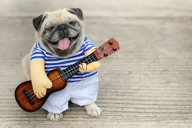 icounakite's tweet photo. Who's dog is this it is looks cool https://t.co/zmLdZrlQL6