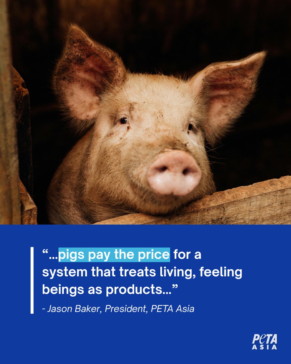PETAAsia's tweet photo. 📍Cebu, Philippines - African swine fever is leading to mass culling operations across Cebu, with pigs often killed and buried en masse to contain outbreaks.

But these animals are victims long before disease strikes.

In his statement, PETA Asia President Jason Baker says:
“African swine fever is a death sentence for countless pigs in Cebu, but the real tragedy is that these sensitive, intelligent individuals were already condemned to lives of confinement and misery in the meat industry before the outbreak began. Whether they die from disease, mass culling, or at the slaughterhouse, pigs pay the price for a system that treats living, feeling beings as products. PETA urges everyone to help end this cycle of suffering by choosing delicious vegan foods and leaving pigs off their plates.”

Pigs don't want to be slaughtered.

The best way to help them is to go vegan.