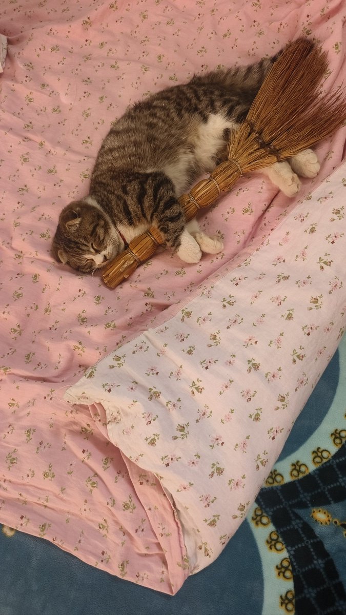 StephnieHofl's tweet photo. Just finished folding the laundry while my cat napped on the clean sheets—small, cozy win for a rainy Sunday! https://t.co/cyNiPCAtx8