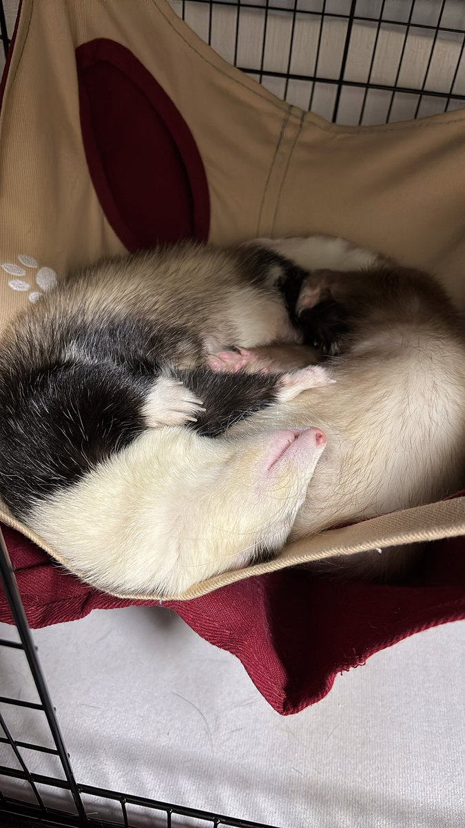 toromune_'s tweet photo. なかよし🙂‍↕️

 #フェレット 
 #ferret https://t.co/WYH8yzNEhv