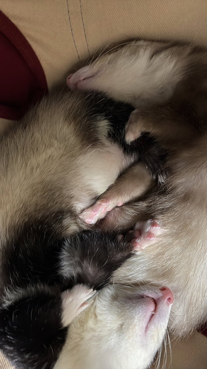 toromune_'s tweet photo. なかよし🙂‍↕️

 #フェレット 
 #ferret https://t.co/WYH8yzNEhv