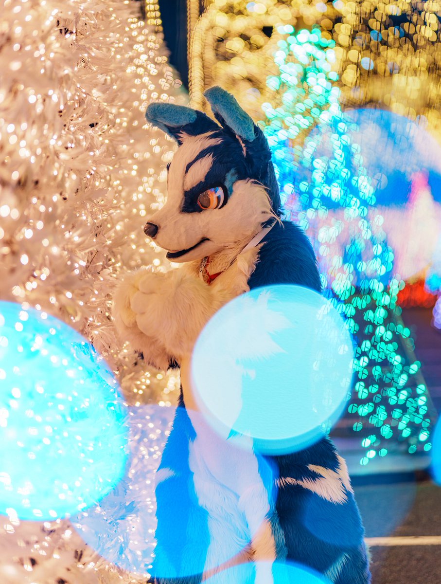 moonwolfen's tweet photo. 今日でプラードをお迎えして9年になりました🐕✨

9年という長い月日を共に過ごせたのをとても幸せに感じると同時に、これからもたくさん楽しいことを共有していけたらいいなと思います‼️

うちに来てくれてありがとう‼️これからもよろしくね✨

#FursuitEveryday https://t.co/TALyEcOxg6