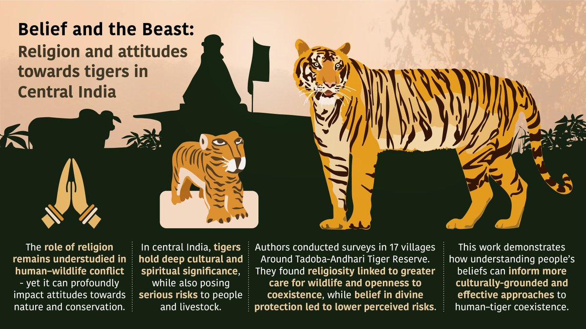 WildCRU_Ox's tweet photo. Can religion shape human–tiger coexistence?

Around the Tadoba-Andhari Tiger Reserve in India, researchers conducted interviews across 17 villages to explore how religious beliefs shape attitudes towards tigers.

Paper led by Sathvika Krishnan 👉 https://t.co/fvF2pky9ow

1/2 https://t.co/aswNlhARTa