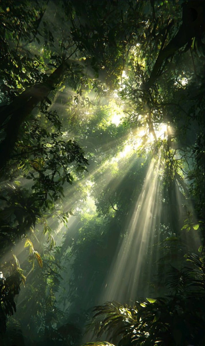 clicks1222's tweet photo. Lost in the golden glow of the canopy. πΏ
Finding quiet moments where light pierces through the shade.
β#NaturePhotography #SunRays #ForestVibes #IntoTheWoods #GoldenHour #NatureLovers #Serenity #PeacefulMoments #LightAndShadow https://t.co/BubovIbLtA