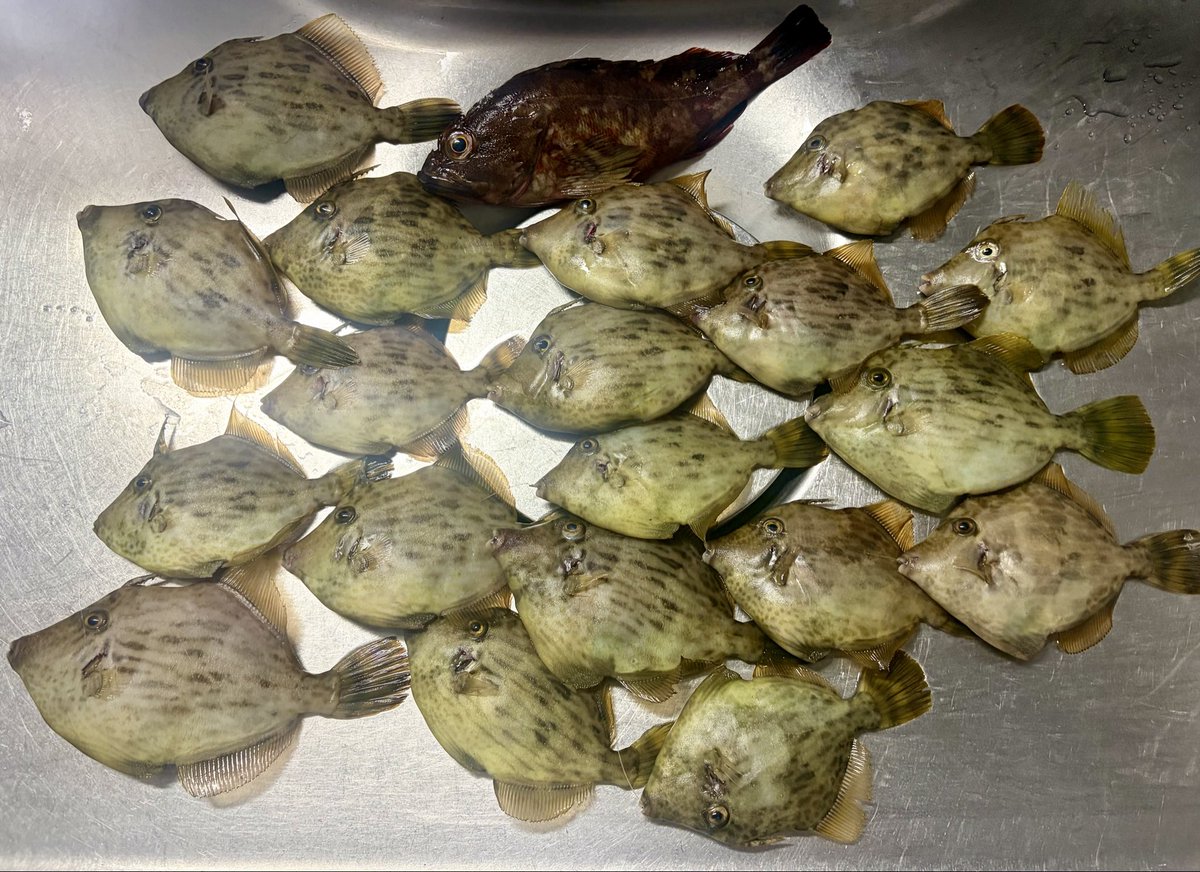 ChitoseZ1Kai's tweet photo. 本日の釣果！
船中真ん中〜最下位の間
小さいけどもう肝にしっかり脂が！ https://t.co/EbkPvJFeoF