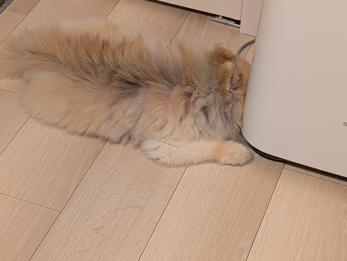 pomemoco777's tweet photo. 空気清浄機に顔突っ込んで寝てます🐶💤
#ポメラニアン https://t.co/Hic8c26DXe