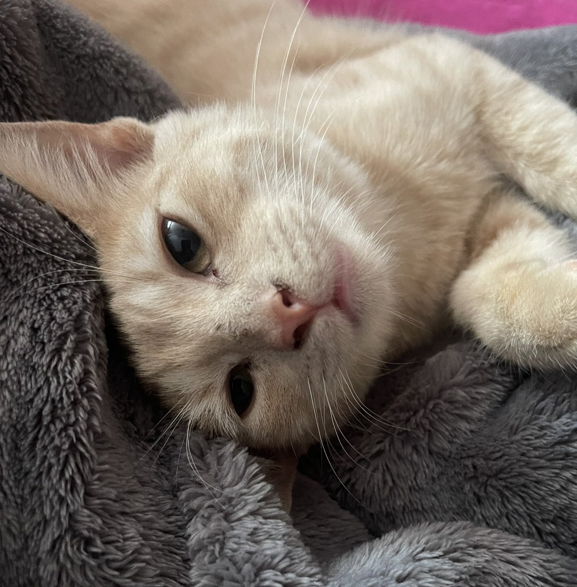 Rat_bonez92's tweet photo. Yo durmiendo en paz porque me di cuenta de que no estoy solo porque tengo un gato como si esta madre realmente me pudiera defender de los zombis que inevitablemente llegarán a comerme: https://t.co/EAMixdPj0F