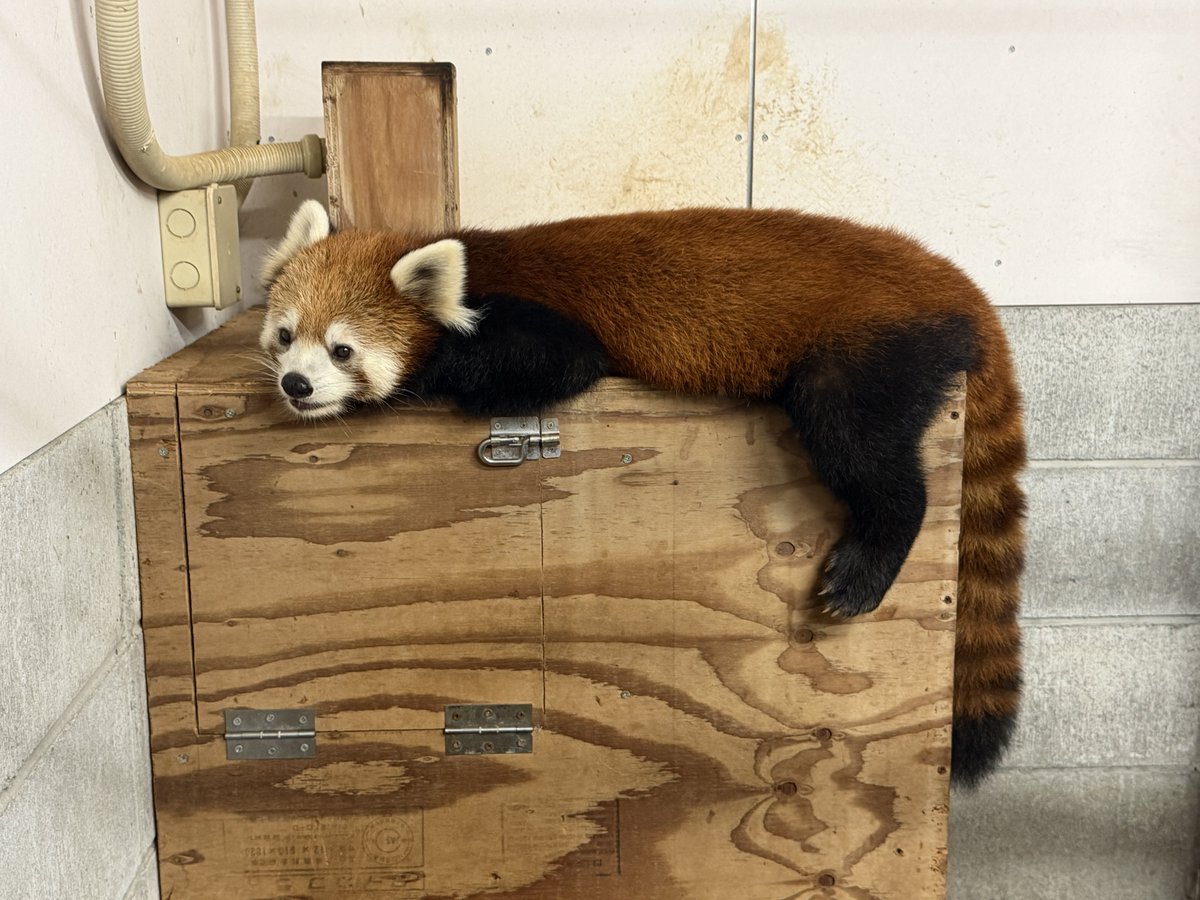 nishiyama_zoo's tweet photo. 【レッサーパンダの赤ちゃん情報】
かのこの仔（メス）

高いところに登るのも上手になって、頻繁に登っています。

今日はかのこのお気に入りの場所でくつろいでいた赤ちゃん。
場所を奪われたかのこは仕方なく？巣箱の上で休んでいました😅

#鯖江市西山動物園
#レッサーパンダ
#かのこの仔 https://t.co/ZPQqQD9B6M