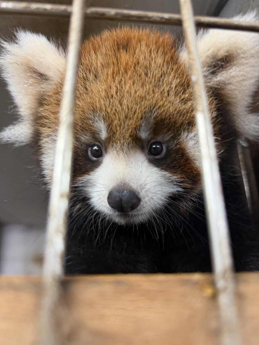 nishiyama_zoo's tweet photo. 【レッサーパンダの赤ちゃん情報】
かのこの仔（メス）

高いところに登るのも上手になって、頻繁に登っています。

今日はかのこのお気に入りの場所でくつろいでいた赤ちゃん。
場所を奪われたかのこは仕方なく？巣箱の上で休んでいました😅

#鯖江市西山動物園
#レッサーパンダ
#かのこの仔 https://t.co/ZPQqQD9B6M
