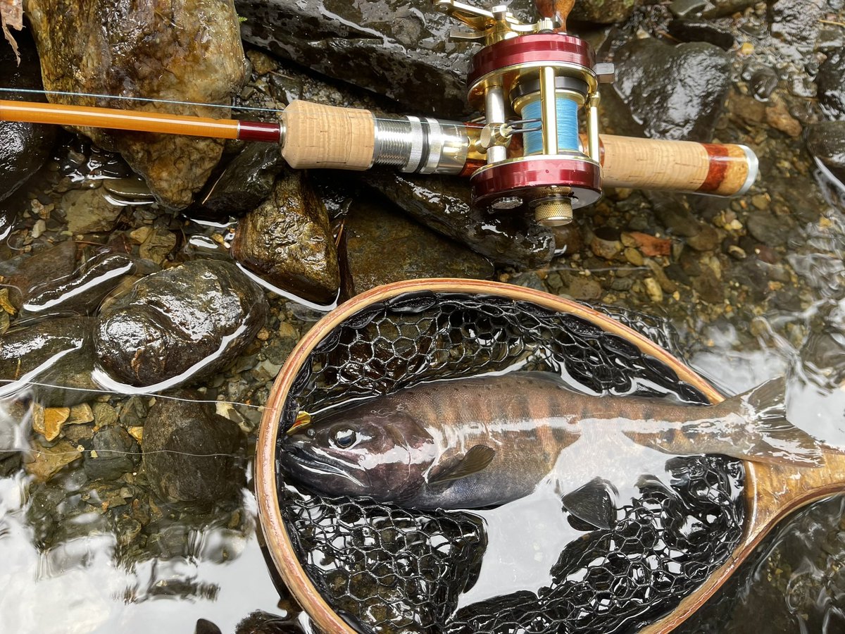 CAT_330EO's tweet photo. 県外遠征渓流釣り🎣
今年の最後の釣りになります(^-^)
尺イワナ2匹
プチ赤鬼ヤマメ1匹
他レギュラーサイズ10匹🐟

釣り宿で今年最後のア��バサダーのメンテナンスをして1杯やってます🍶
至福の時間です(^p^)
もう思い残すこたぁございません...
明日会社ですが知りません...
風流三昧の中で眠ります。 https://t.co/1ZjM6sHU4Z