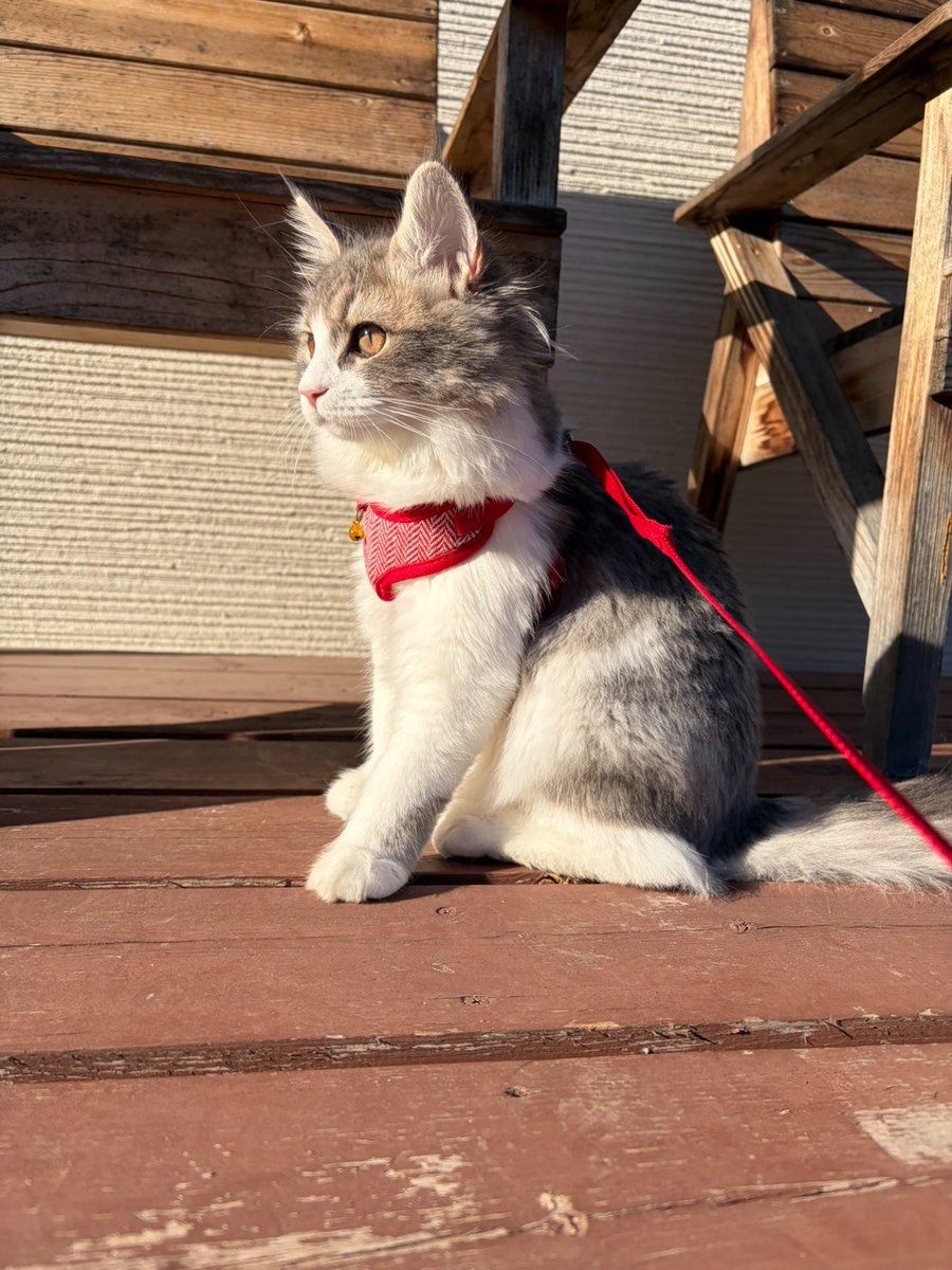 yasu43587660's tweet photo. 西日を見ながら何を思う
散歩好きな猫

#ねこ好き  #猫散歩 #猫のいる生活 #ラガマフィン https://t.co/Qxk79Y8wI1