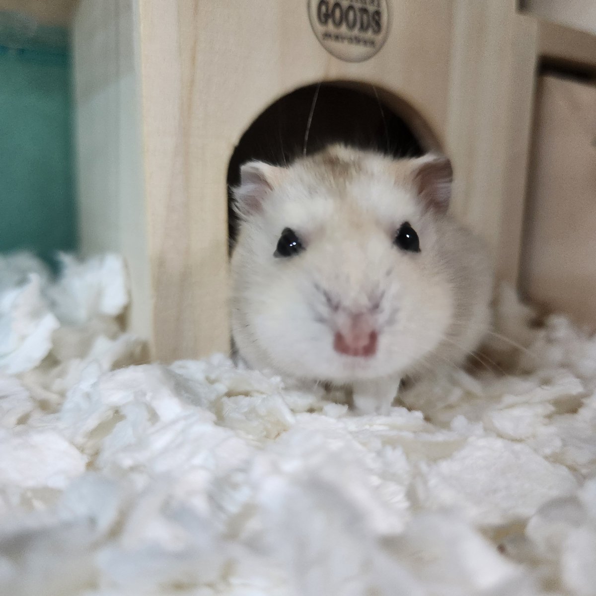 my_hmgmouse's tweet photo. #今日のこぱん https://t.co/A5ufqYNnr2