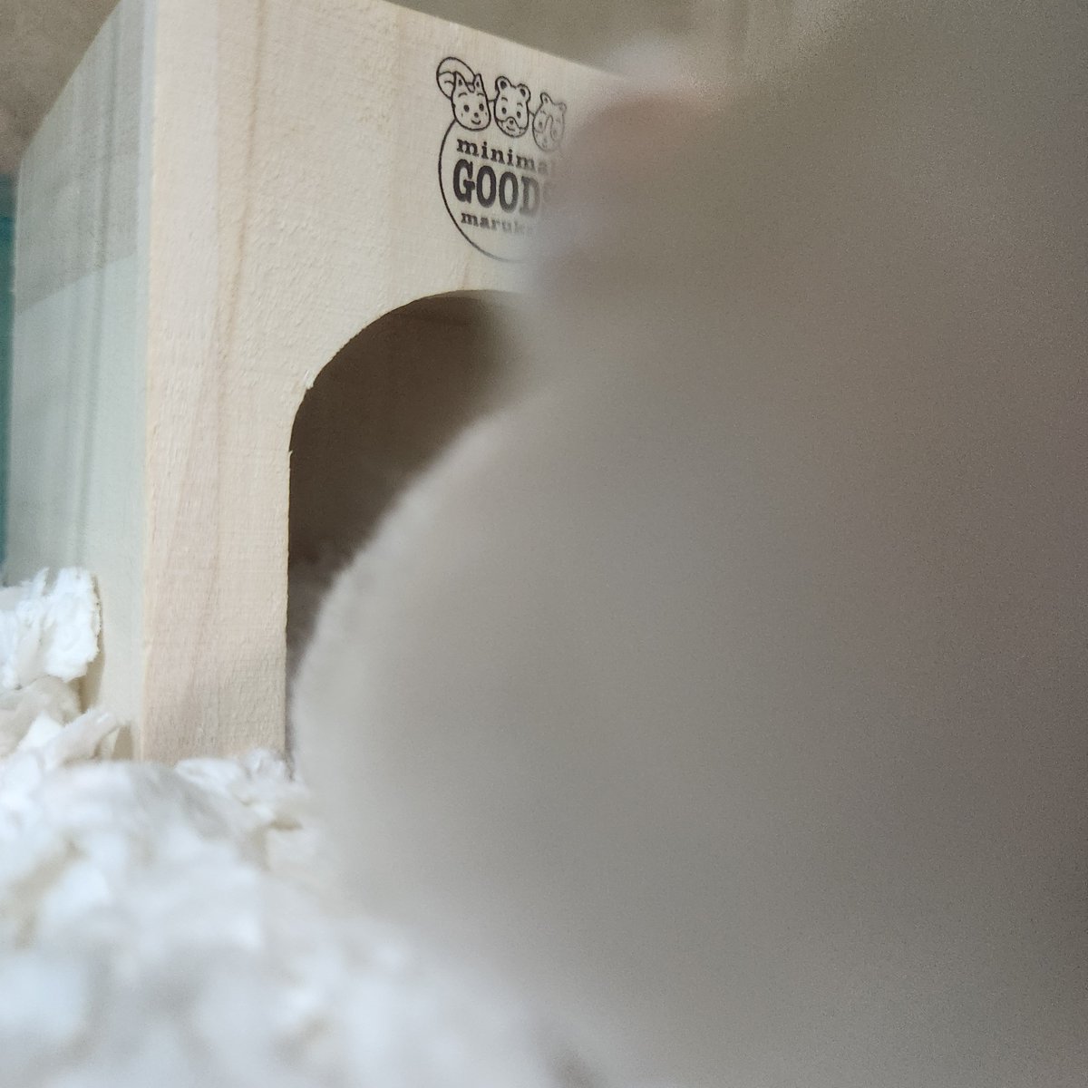 my_hmgmouse's tweet photo. #今日のこぱん https://t.co/A5ufqYNnr2