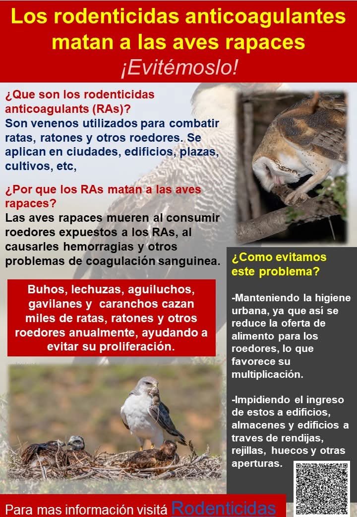 alejandromorici's tweet photo. Rodenticidas anticuagulantes #Rapaces https://t.co/D0HBkVq6VW
