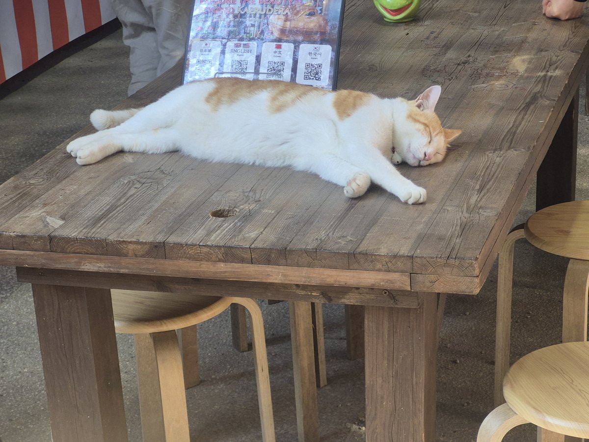 SENDOURUNA's tweet photo. 風鈴もすごかったのと、音が綺麗✨
あと、猫かわよい https://t.co/kNmkheQD6T
