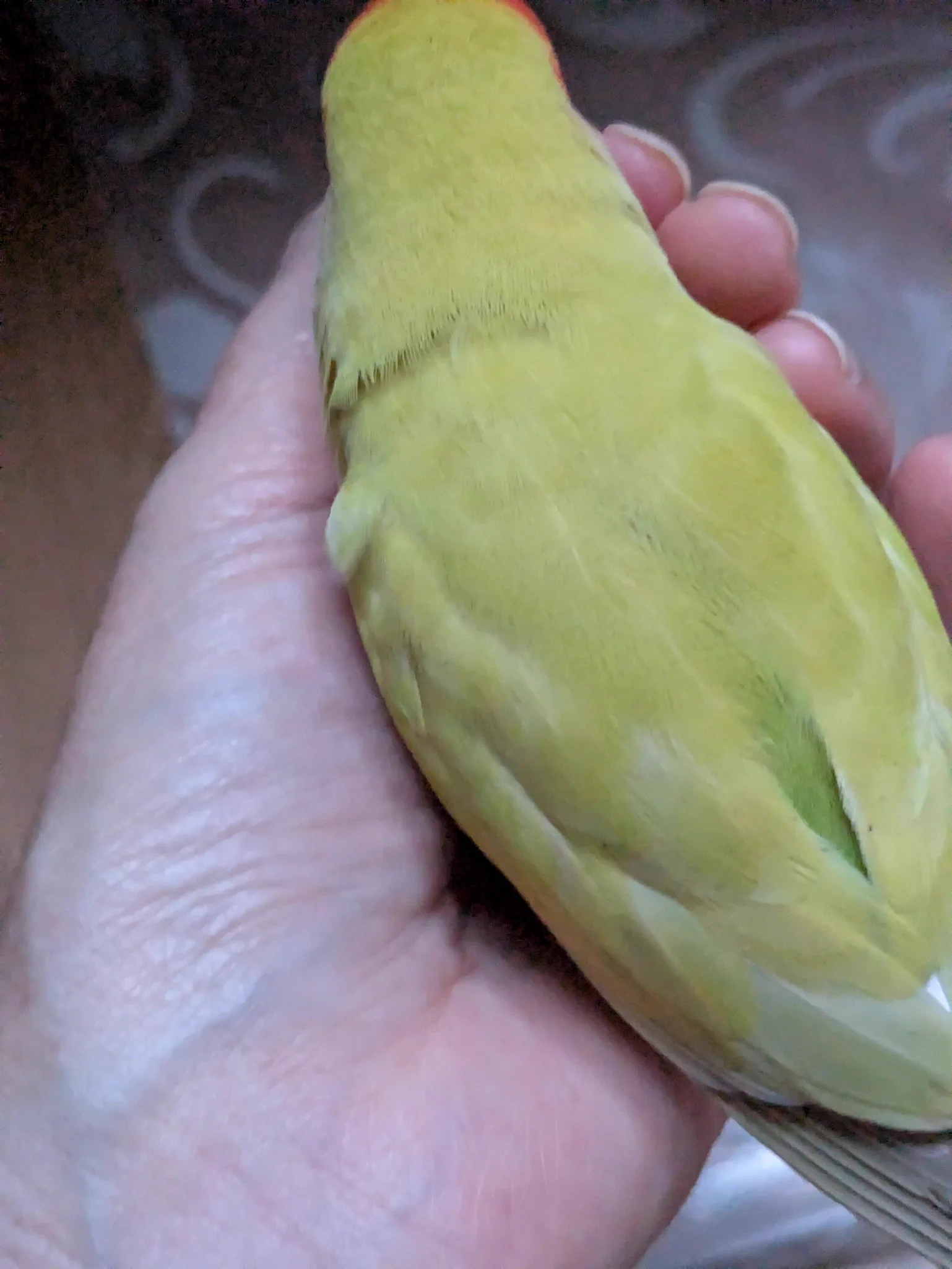☆プーちゃん☆ yoshimi 🦜 on X: 