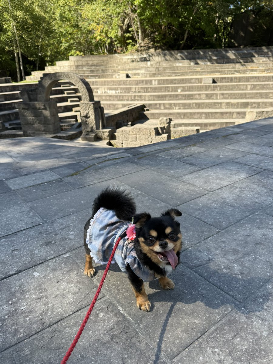 meigyoku's tweet photo. 連休最終日。
めいっぱい遊び倒しました！

#誾千代 
#垂れ耳チワワ 
#石山緑地 https://t.co/dkApuCDmvu