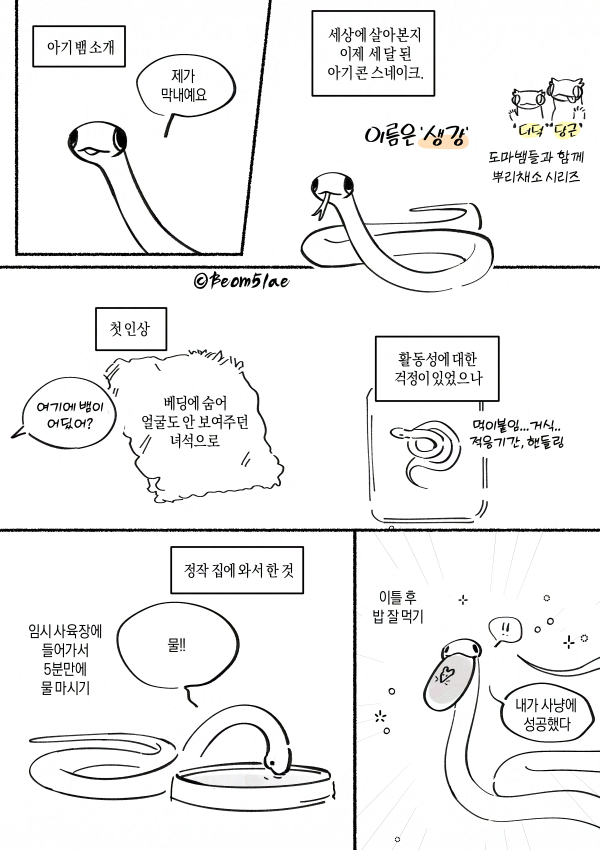 Beom5lae's tweet photo. 우리 집 뱀 소개 https://t.co/o71xfOXtDD