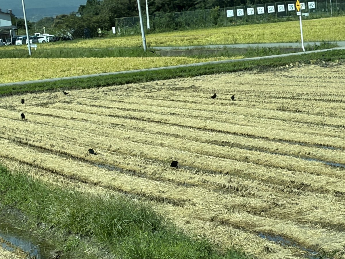 futabaroyal's tweet photo. これは休耕田🌾これは転作してる...と呟きながらこれ程熱心に水田を見る時が来るとはネ💦サギやカラスは何しに来てるの？まさかのサギ農法？🐦‍⬛ん〜？アイガモ農法とかとは違うよ...帰ったら調べよ🌾そして会津の米は美味しかった😋
#米作　#裏磐梯 https://t.co/7Ox9zPI16T